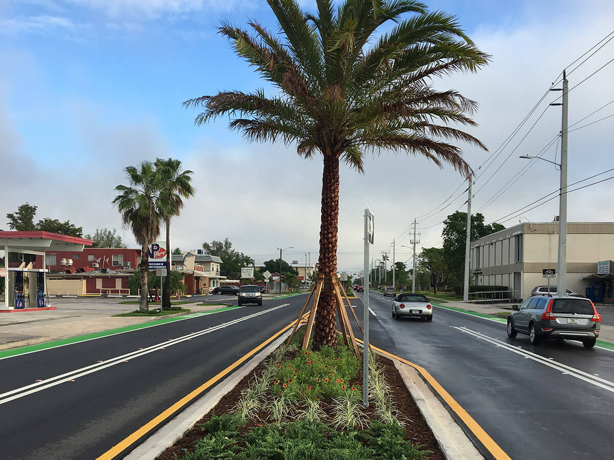 Palm tree landscaping on street